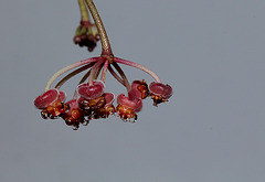 Hoya tsangii