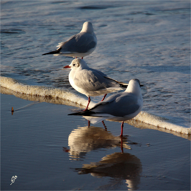 Trio in the sun