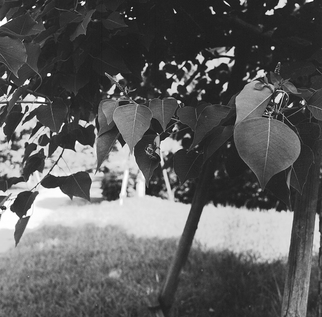 Leaves of Chinese tallow tree