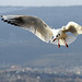 Mouette en repérage...