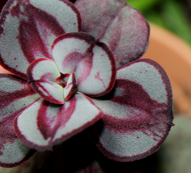 jeune Echeveria nodulosa