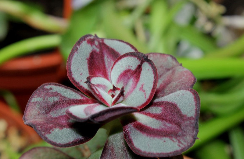 jeune Echeveria nodulosa