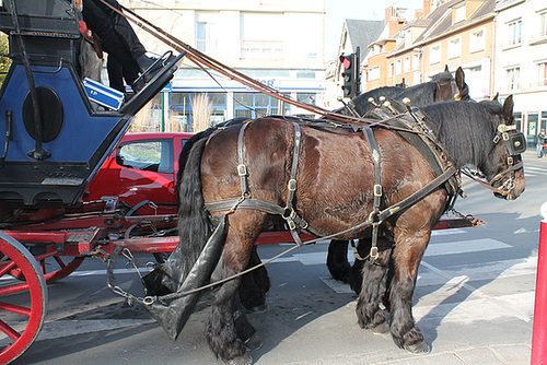 CHEVAUX DE TRAIT