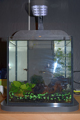 aquarium DSC 0170