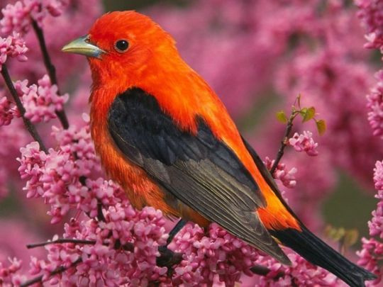 Red tanager..!