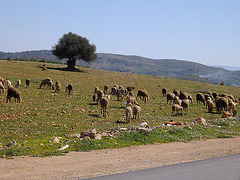 MOUTONS..En bordure de route..!