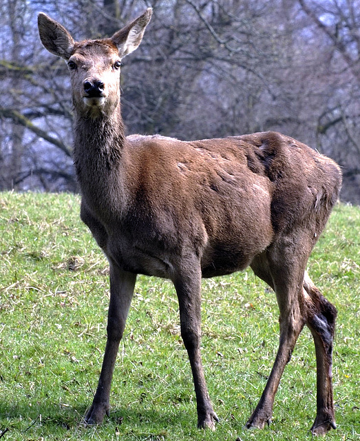 Deer at Barrowford.