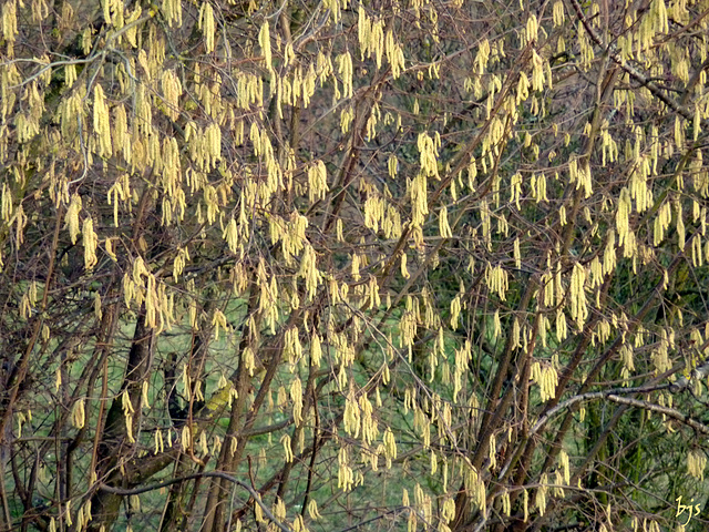 "Fleurs" de janvier