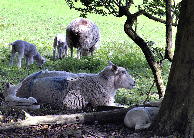 Springtime in Pendle.