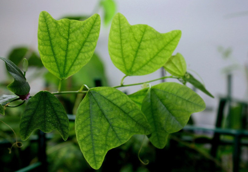Passiflora tulae