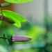 Passiflora tulae