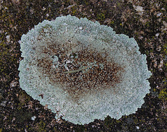 lichen - Lecanora