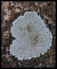 lichen- Lecanora