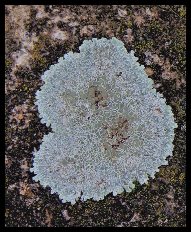 lichen- Lecanora
