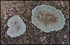 Lichens- Lecanora