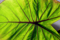 Colocasia esculenta