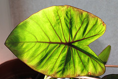 Colocasia esculenta (2)