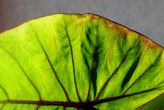 Colocasia esculenta (3)