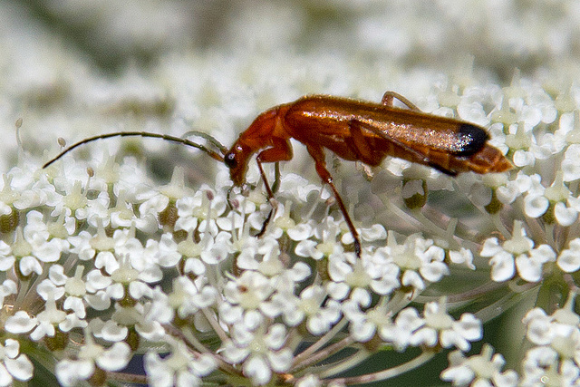 20140703 3817VRAZw [D~LIP] Roter Weichkäfer (Rhagonycha fulva), UWZ - Umweltzentrum, Bad Salzuflen