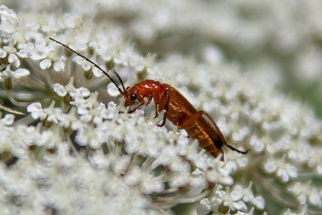 20140703 3816VRAZw [D~LIP] Roter Weichkäfer (Rhagonycha fulva), UWZ - Umweltzentrum, Bad Salzuflen