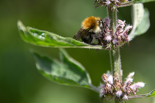 20140703 3812VRAZw [D~LIP] Hummel, UWZ - Umweltzentrum, Bad Salzuflen