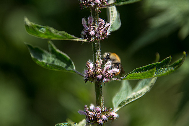 20140703 3811VRAZw [D~LIP] Hummel, UWZ - Umweltzentrum, Bad Salzuflen