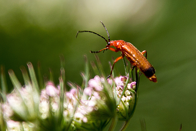 20140703 3810VRAZw [D~LIP] Roter Weichkäfer (Rhagonycha fulva), UWZ - Umweltzentrum, Bad Salzuflen