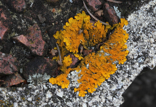 Lichen Xanthoria parietina