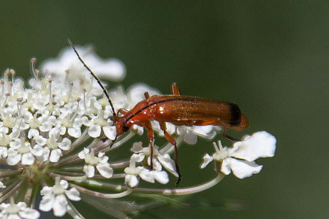 20140703 3807VRAZw [D~LIP] Roter Weichkäfer (Rhagonycha fulva), UWZ - Umweltzentrum, Bad Salzuflen