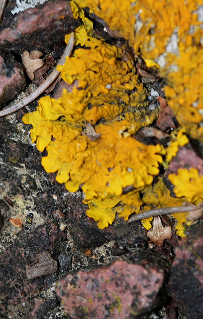 Lichen Xanthoria parietina