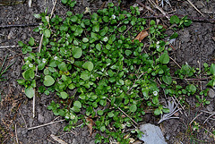 Mouron des oiseaux-Stellaria media (3)