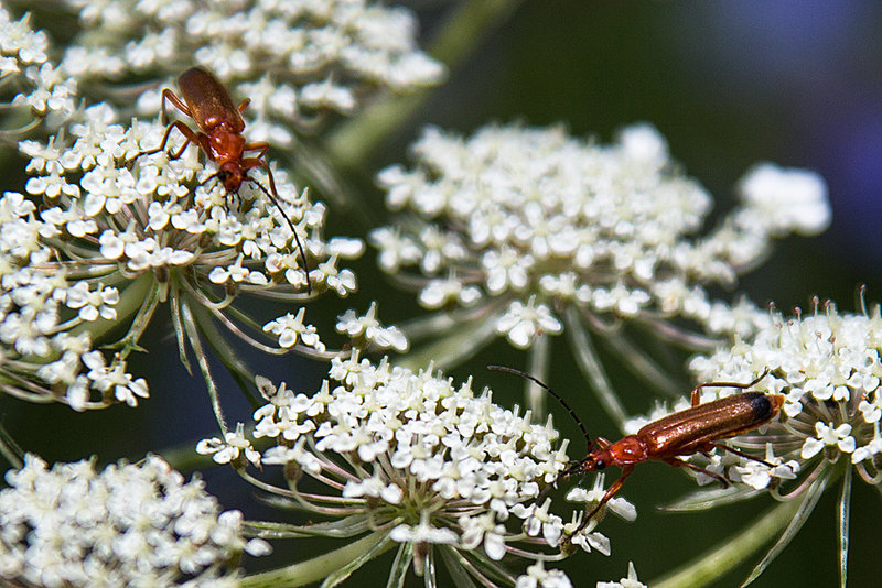 20140703 3805VRAZw [D~LIP] Roter Weichkäfer (Rhagonycha fulva), UWZ - Umweltzentrum, Bad Salzuflen