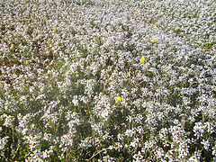 un tapis de fleurs sauvages..!