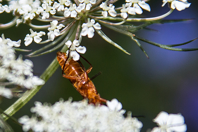 20140703 3804VRAZw [D~LIP] Roter Weichkäfer (Rhagonycha fulva), UWZ - Umweltzentrum, Bad Salzuflen