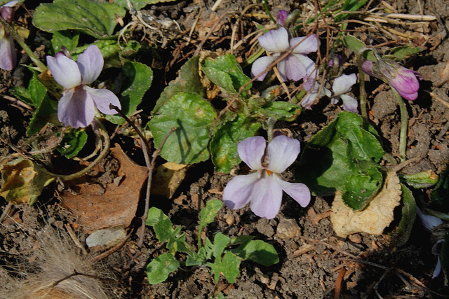 Violettes