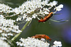 20140703 3803VRAZw [D~LIP] Roter Weichkäfer (Rhagonycha fulva), UWZ - Umweltzentrum, Bad Salzuflen