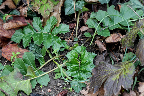 Acanthus hungaricus- Acanthe de Hongrie