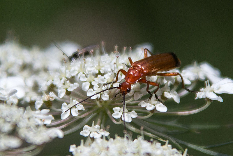 20140703 3800VRAZw [D~LIP] Roter Weichkäfer (Rhagonycha fulva), UWZ - Umweltzentrum, Bad Salzuflen