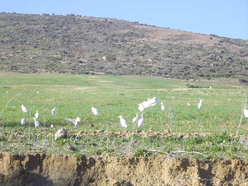 des oiseaux rencontrés sur ma route..!