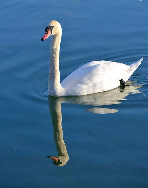 Sa majesté cygne