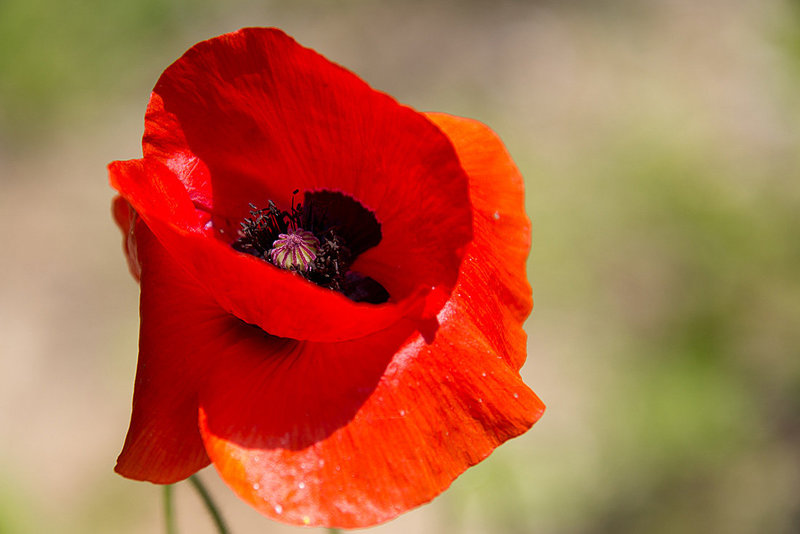 20140703 3791VRAZw [D~LIP] Mohn, UWZ - Umweltzentrum, Bad Salzuflen