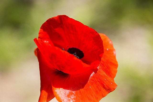 20140703 3789VRAZw [D~LIP] Mohn, UWZ - Umweltzentrum, Bad Salzuflen