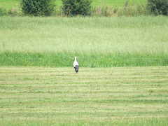 Ruffenhofen : cigogne.