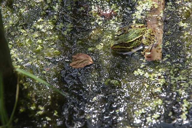 20140703 3786VRAZw [D~LIP] Großer Teich, Wasserfrosch (Rana esculenta), UWZ - Umweltzentrum, Bad Salzuflen