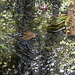 20140703 3786VRAZw [D~LIP] Großer Teich, Wasserfrosch (Rana esculenta), UWZ - Umweltzentrum, Bad Salzuflen