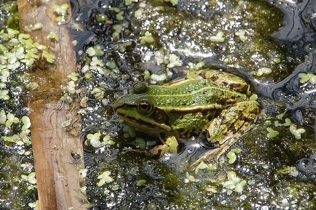 20140703 3783VRAZw [D~LIP] Großer Teich, Wasserfrosch (Rana esculenta), UWZ - Umweltzentrum, Bad Salzuflen-3783