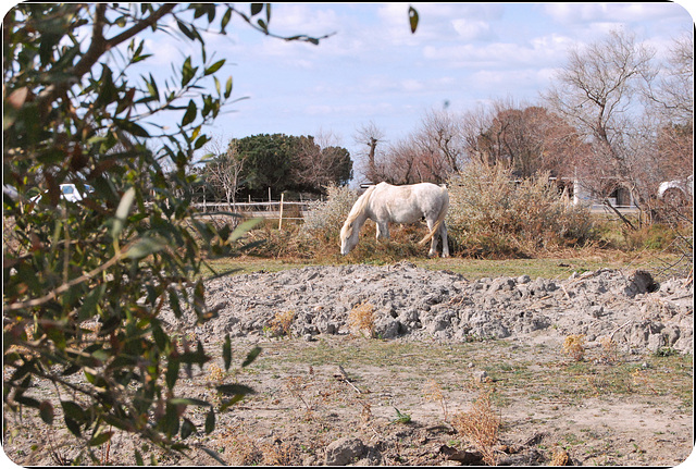 Un Camarguais