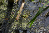 20140703 3782VRAZw [D~LIP] Großer Teich, Wasserfrosch (Rana esculenta), UWZ - Umweltzentrum, Bad Salzuflen-3782