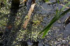 20140703 3782VRAZw [D~LIP] Großer Teich, Wasserfrosch (Rana esculenta), UWZ - Umweltzentrum, Bad Salzuflen-3782