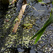 20140703 3782VRAZw [D~LIP] Großer Teich, Wasserfrosch (Rana esculenta), UWZ - Umweltzentrum, Bad Salzuflen-3782